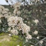 Ceanothus crassifolius Кветка