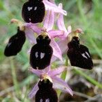 Ophrys × flavicans Blomma