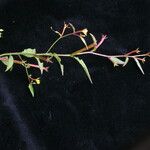 Ludwigia hyssopifolia Alkat (teljes növény)