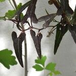 Aristolochia watsonii Хабит