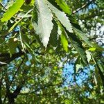 Quercus castaneifolia Листок