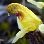 Pedicularis oederi Blomst