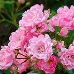 Rosa abietina Прочее