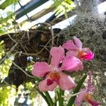 Papilionanthe teres Çiçek