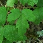 Toxicodendron diversilobum Hostoa