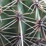 Carnegiea gigantea Leaf