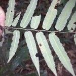Mabea subsessilis Лист