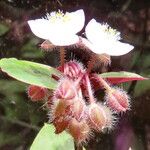 Tradescantia cerinthoides Blüte