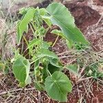 Abutilon grandiflorum Leaf