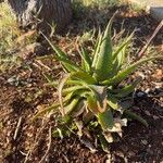 Aloe lateritiaഇല