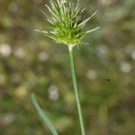 Echinaria capitata Fruit