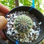 Echinocereus pectinatus Blatt