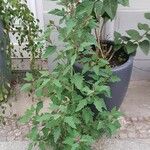 Chenopodium giganteum Habit