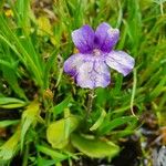 Pinguicula grandiflora Агульны выгляд