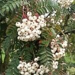 Sorbus koehneana Staniste