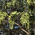 Coccoloba uvifera Blad