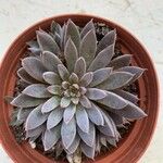 Graptopetalum rusbyi ഇല