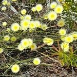 Malacothrix californica Flor