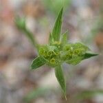 Bupleurum baldense Habit