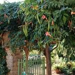 Campsis radicans Habitus