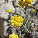Helichrysum stoechas Blomst