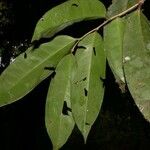 Marcgravia nepenthoides Leaf