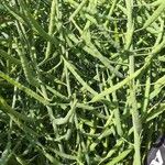 Brassica napus 果實