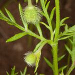 Papaver hybridum Écorce