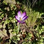 Crocus tommasinianus 其他