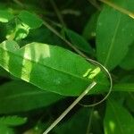 Erysimum cheiranthoides Leaf