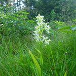 Platanthera lacera Habit