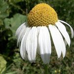 Anthemis cotula Fleur