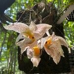 Stanhopea whittenii