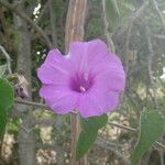Ipomoea rubens Цвят