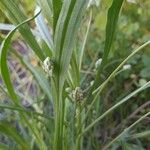 Plantago ovata Habitus