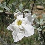 Catophractes alexandri Blüte
