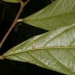 Adenophaedra grandifolia Frunză