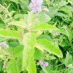 Solanum incanum Leaf