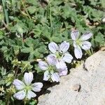 Geranium cazorlense