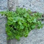 Peperomia pellucida Blad