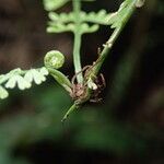 Asplenium dregeanum Yaprak