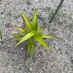 Lilium henryi Hoja