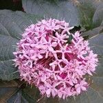 Clerodendrum bungei Flower