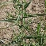 Salsola soda Hoja