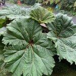 Gunnera insignis Leaf