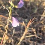 Vigna frutescens Blüte