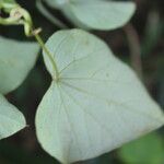 Cissampelos pareira Feuille