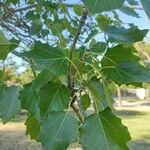 Populus albaഇല