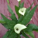 Zantedeschia albomaculata 花