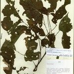 Lonchocarpus scandens